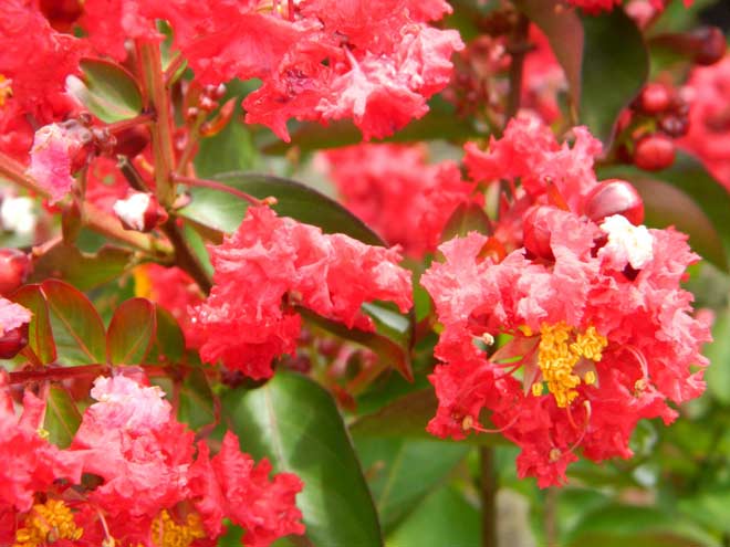 Crape Myrtle Dynamite by Turtle Creek Nursery