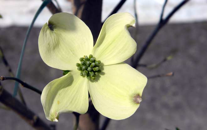 Dogwood Cherokee Princess by Turtle Creek Nursery