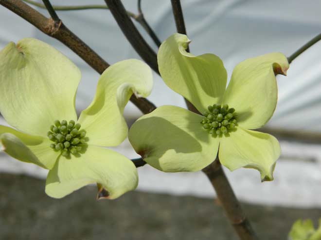 Dogwood Cherokee Princess by Turtle Creek Nursery